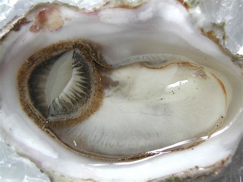 Oyster Sex To The Rescue Grist