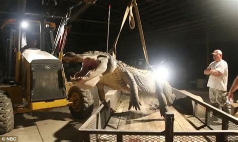 Mississippi Alligator Record Broken Again With 792 Pound Behemoth
