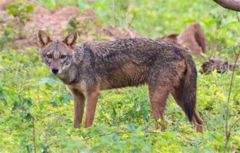 Cannundrums: Sri Lankan Jackal