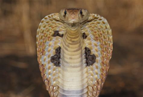 Hd Wallpaper Beige And Brown Cobra Viper Close Up Reptile Cobra