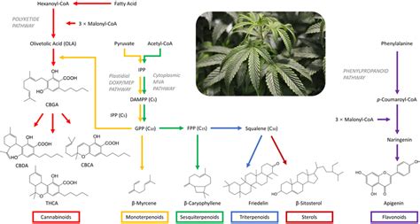 Biosynthesis Pathways Of Cannabinoid Terpenoids Sterols And