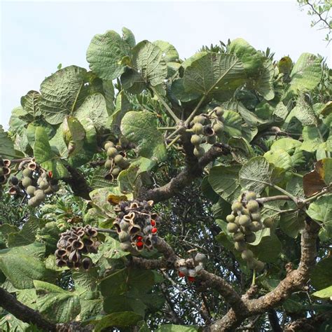 The Fruit Is Growing On The Branches Of The Tree And Ready To Be Picked