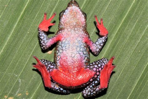 Descubren Nueva Especie De Rana Arlequín En Bosque Nublado De Ayacucho PerÚ