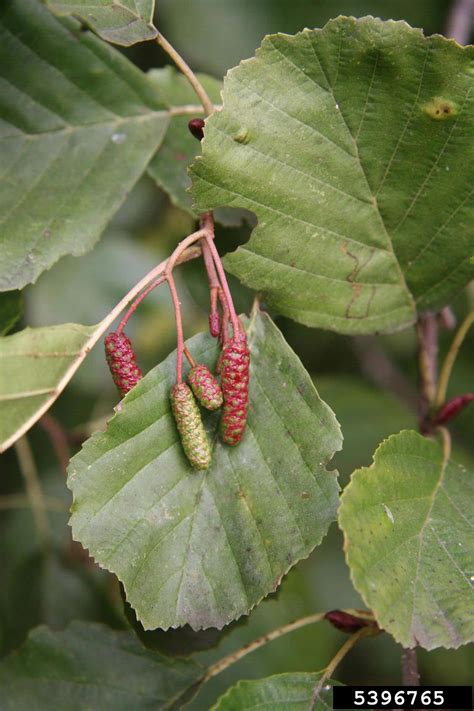 Pin On Common Invasive Plants Of Indiana