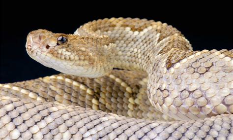 Cascabel Animal Facts Crotalus Durissus A Z Animals