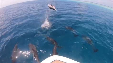 Dolphins Swimming In Water By A Boat On A Cruise As One Jumps Youtube