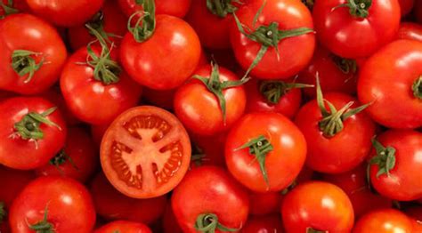 What Is the Scientific Name Of Tomato? (ANSWERS)