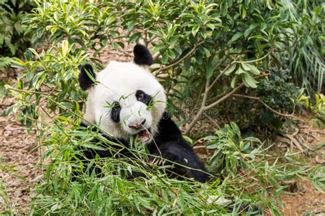 Panda Bear On Bamboo Tree Stock Photo Image Of Grass 114268716