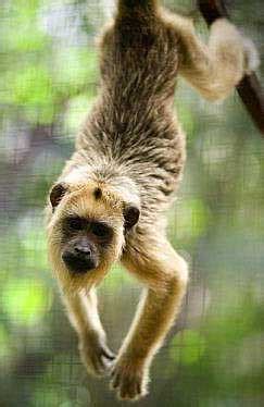 London zoo is the world's oldest scientific zoo.7 it was opened in london on 27 april 1828,8 and was originally intended to be used as a collection for. Howler Monkeys - Jungle Noisemakers - World's Loudest ...