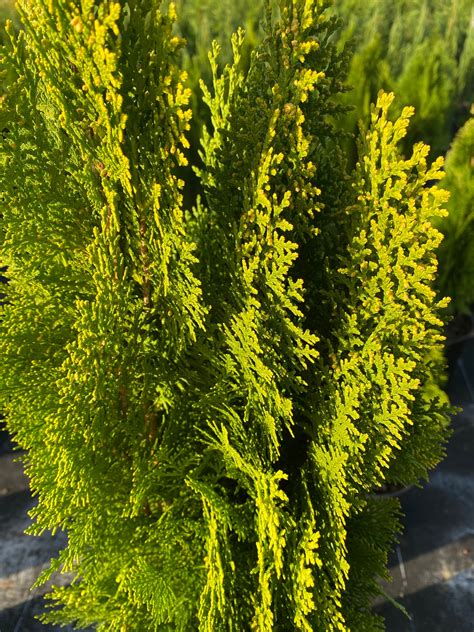 Yellow Ribbon Arborvitae Thuja Occidentalis Cypress Etsy