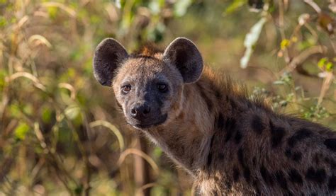 Animal Spotted Hyena Hd Wallpaper