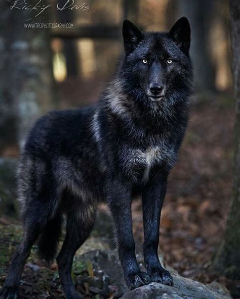 A Black Wolf Standing On Top Of A Rock In The Woods