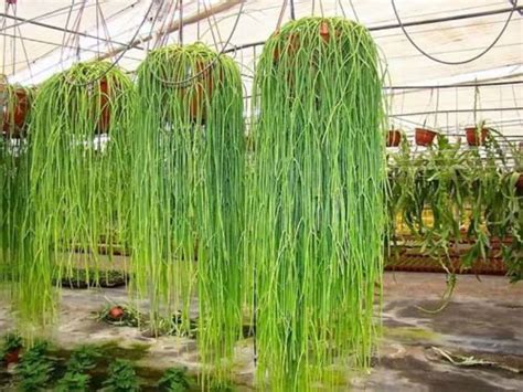 Place the cactus pot on it but ensure that the water itself does not. Rhipsalis baccifera (Mistletoe Cactus) | Hanging ...