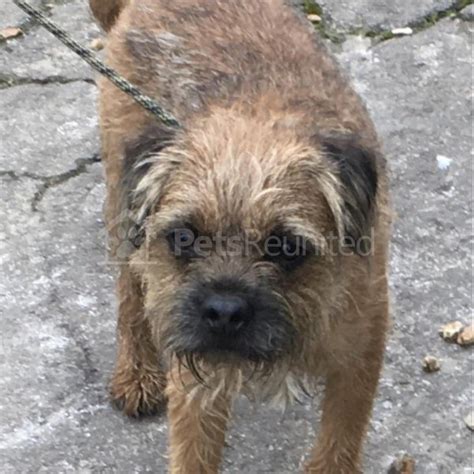 Found Dog Grizzle And Tan Border Terrier Dog Chippenham