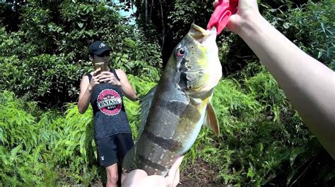 Strategically located in the tip of malaysian peninsula, singapore has easily became a hub port of the nearby southeast asian countries and has developed into one of the. Peacock Bass Fishing in Singapore & Malaysia - YouTube