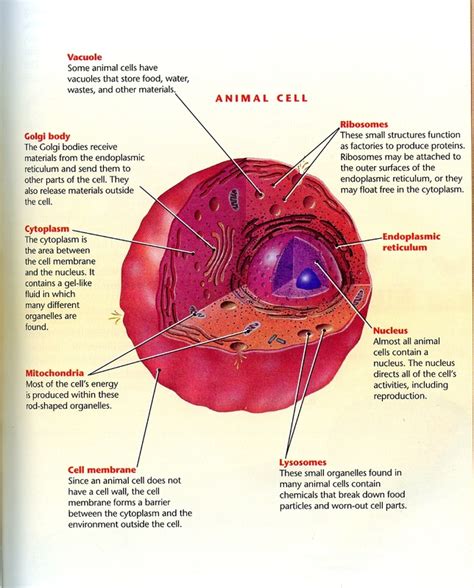 Animal Cell Diagram Detailed Structure Functions And Diagram