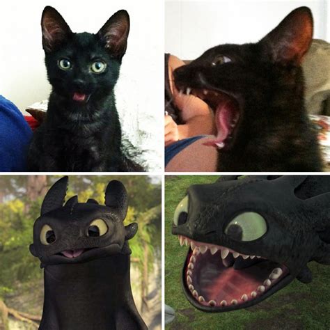 37 Black Cats That Are Actually Toothless In Disguise Bored Panda