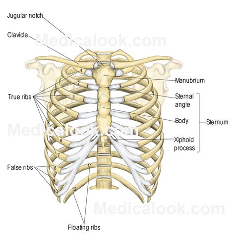 It discusses the specific anatomy of the ribs and. Skeletal System - Ms. Mastro's Website