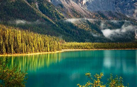 Wallpaper Forest Trees Mountains Slope Canada British Columbia