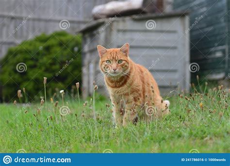 Ginger Tabby Cat Stock Photo Image Of Beauty Lawns 241786016