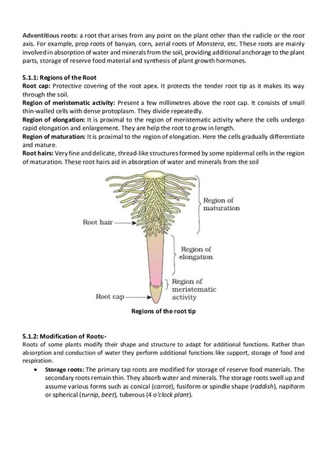 Morphology Of Flowering Plants Cbse Notes For Class Biology Vrogue