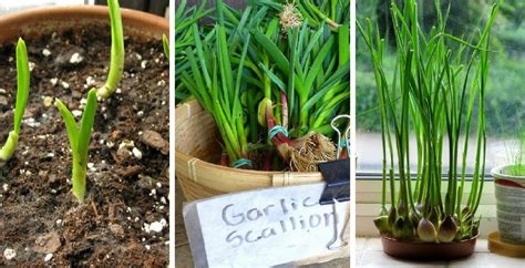 How To Grow Garlic Indoors In Containers