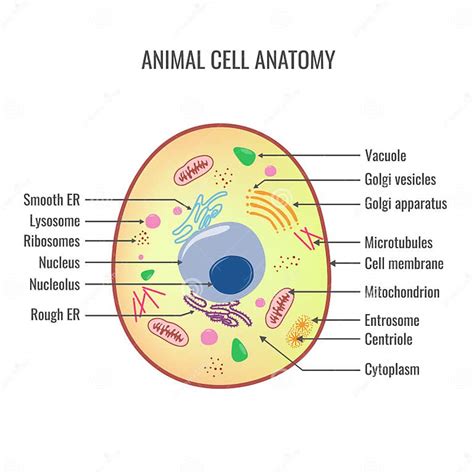 Illustrazione Vettoriale Di Anatomia Delle Cellule Animali