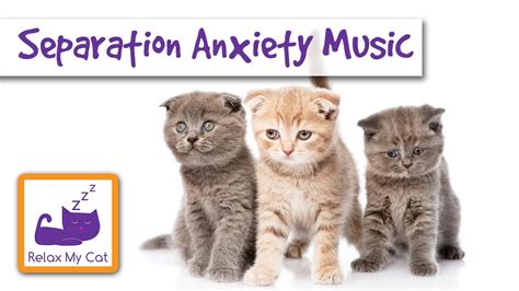 Working out the reason your cat is worried will help you to improve things for her. Separation Anxiety in Cats - Relaxing Music to Help Cats ...