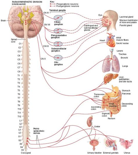 Structure Of The Parasympathetic Division Of The Autonomic Nervous System Autonomic Nervous