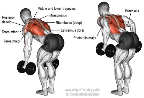 Bent Over Rows Form Dumbbell