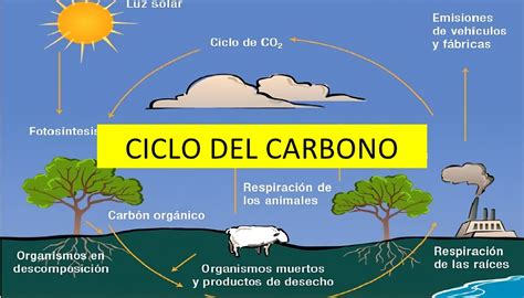 Ciclo Del Carbono Qué Es Sus Etapas Y Qué Tipos Hay