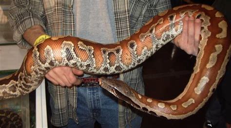 Blood Python Facts And Pictures