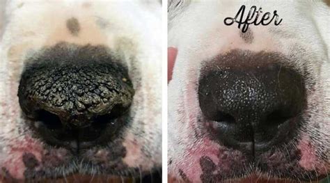 How To Treat Hyperkeratosis On Dogs Nose Or Paws Sep Sitename