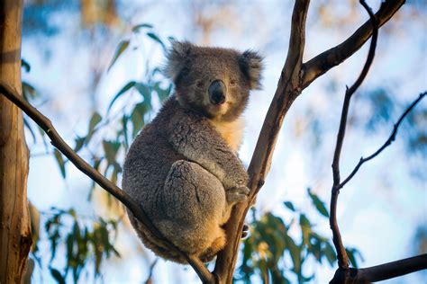 A Koala Bear Sitting On Top Of A Tree Branch