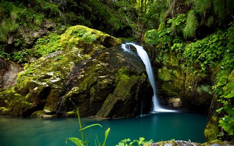 Rainforest Small Stream Waterfall Blue Water Large Rocks With Moss