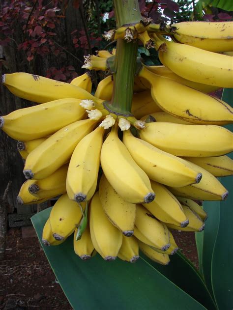 Musa X Paradisiaca Banana 10 Seeds Etsy