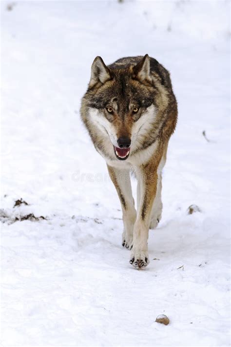 Male Eurasian Wolf Canis Lupus Lupus Walks Right On Top Of Our Stock