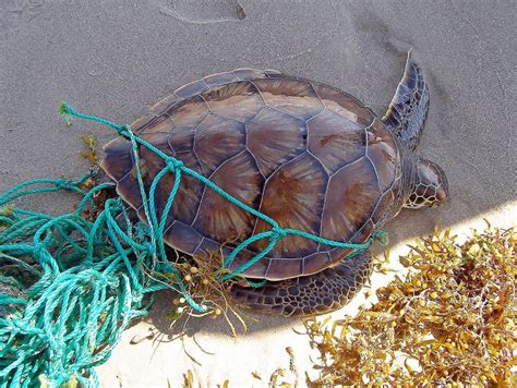 Human Impacts On Marine Species National Geographic Society