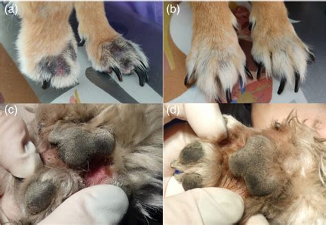 Efficacy And Tolerance Of A Novel Topical Trpv‐1 Channel Antagonist In