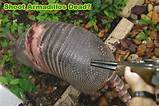 Images of Do Armadillos Eat Fire Ants