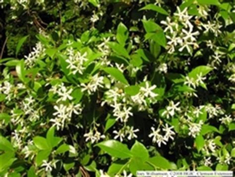 Moreover, the exact way in which a vine climbs will have a lot to do with what kind of support you give it. CONFEDERATE JASMIINE OR STAR JASMINE (Trachelospermum ...