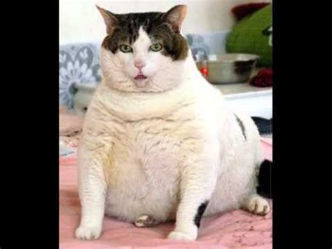 Funny Birthday Song (Tiny the Cat) - YouTube