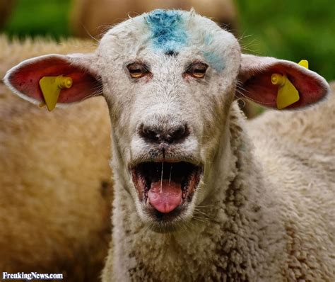 Funny Sheep Pictures Freaking News