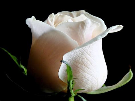 Brotes De Amor Significado De La Rosa Blanca