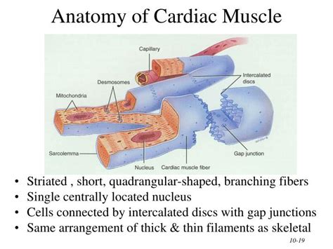 PPT - Chapter 10 Muscular Tissue PowerPoint Presentation - ID:719857