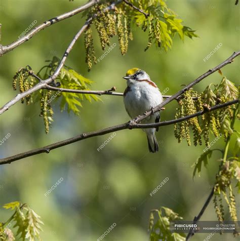 Bird sitting on branch of tree with green blurred background — biology