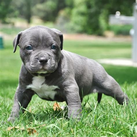 There are various ways to seek out it could mean the difference between bringing home a healthy puppy and getting wrapped up in a scam! Pitbull Puppies Wallpaper - keywords HERE