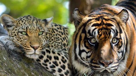 Gambar Harimau Dan Macan