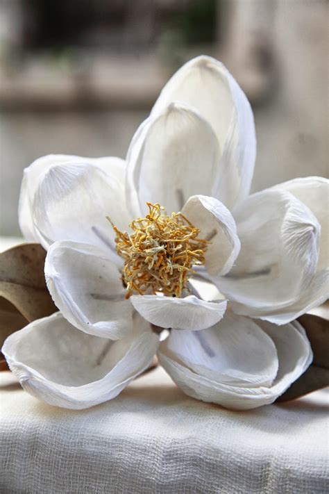 Delicati ed eleganti, sono perfetti per il giardino i fiori bianchi conferiscono varietà cromatica al nostro giardino (ma anche alla nostra terrazza), grazie. Fiori bianchi per l'inverno: La Magnolia ~ ROSANNA FRAPPORTI
