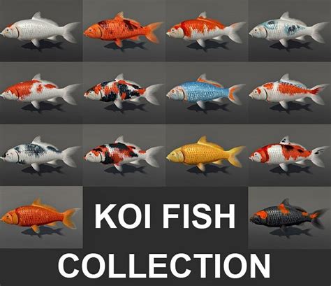 Koi fish collection